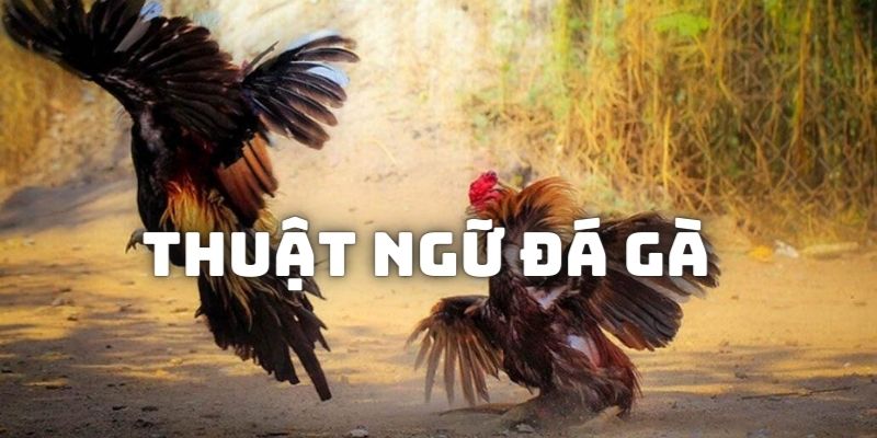 Các thuật ngữ cần nắm trước khi chơi đá gà online