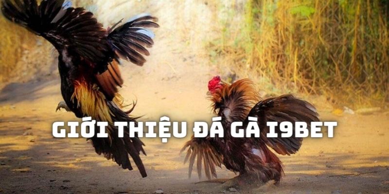 Giới thiệu đôi nét về sảnh đá gà i9bet